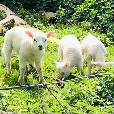 Holiday home Pet Friendly With Garden *