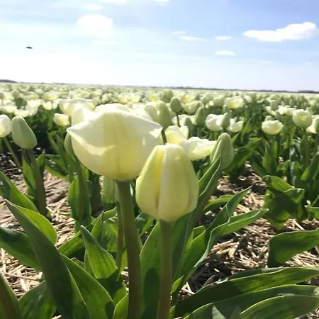 Cosy On Quiet Near Nyaraló *